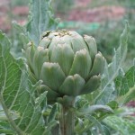 Artichoke