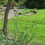 Garlic Scapes