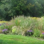 Grass Border