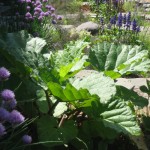 Herb Garden