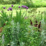 Perennial Border