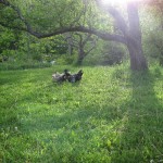 Ranging on the Farm