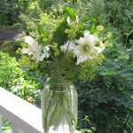 Scabiosa Bouquet