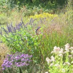 September Blooms