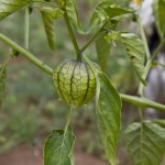 Tomatillos