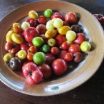 Tomato Harvest