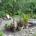 Tropical Container Plants