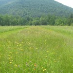 Wildflower Walk