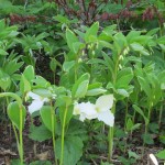 Woodland in the Spring