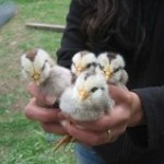 chicks