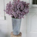 Lilacs