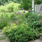 Ornamental Alliums