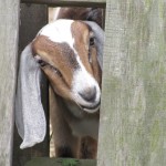 peeking thru the fence (4)